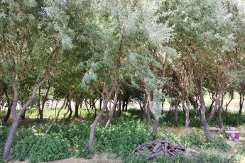 Rio Negro, Argentina.- En las fotos tomadas el 20 de febrero del 2024, el agua proveniente de la planta de tratamiento de efluentes cloacales de la localidad de Ingeniero Jacobacci (Río Negro) es reutilizada para el riego de árboles y cultivos, a través de una iniciativa de diferentes organismos y organizaciones locales y provinciales que permite el aprovechamiento de este bien común en el contexto de emergencia hídrica que atraviesa la región.