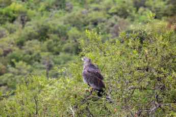 La Rioja, Argentina.- En las fotos tomadas el 21 de febrero del 2024, el Municipio de La Rioja liberó un águila coronada en conjunto con la Secretaría de Ambiente de la Provincia en el Mirador del Águila en el área Protegida del Cantadero. El ave, había sido incautada en una vivienda y carecía de la documentación legal según el convenio CITES -Convención sobre el Comercio Internacional de Especies Amenazadas de Fauna y Flora Silvestre-, por lo que se procedió a su intervención y posterior traslado al Centro de recuperación de Fauna Silvestre de La Rioja 'La Fombera' para su cuidado.