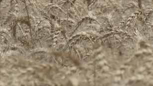 Cultivo y cosecha de trigo en campos de Argentina