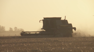 Cosecha de trigo con maquinaria agrícola en Argentina