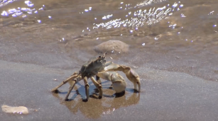 Cangrejos en una playa y ambiente costero