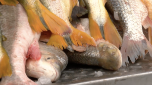 Pescados frescos en camiones de transporte y distribución en Buenos Aires